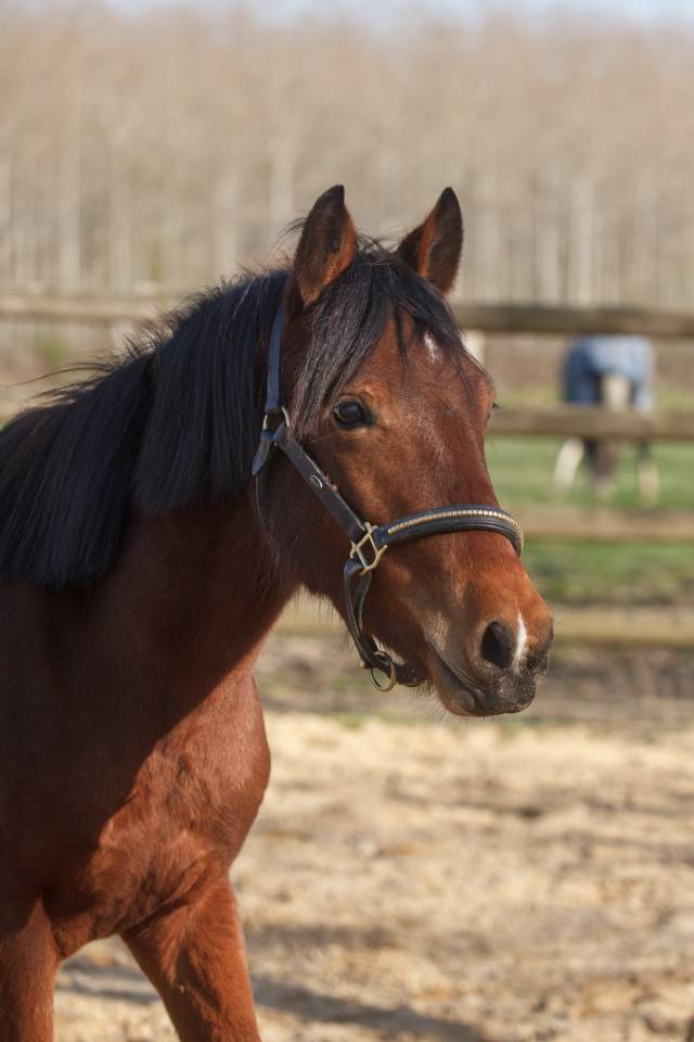 Mare New Forest For sale 2024 Bay