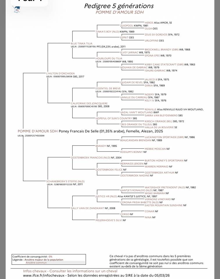 Filly French Saddle Pony For sale 2025 Liver chestnut