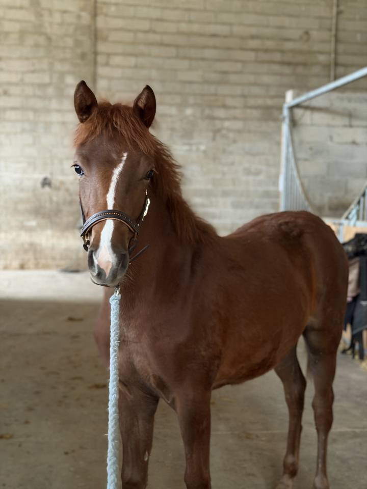 Filly French Saddle Pony For sale 2025 Liver chestnut