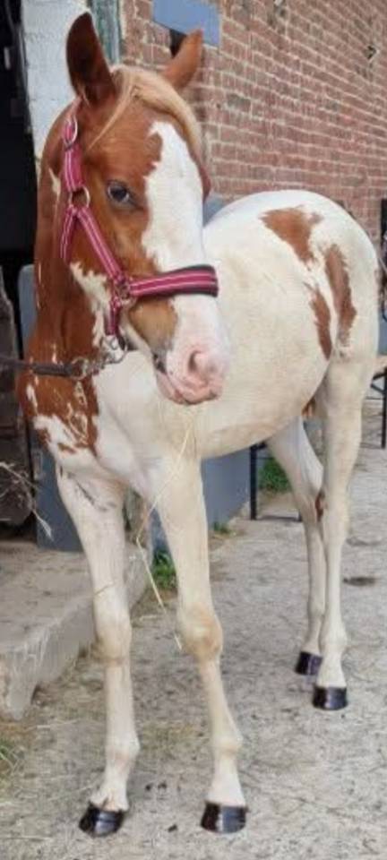 Gelding Paint For sale 2024 Coloured