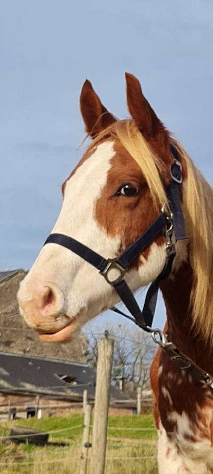 Gelding Paint For sale 2024 Coloured