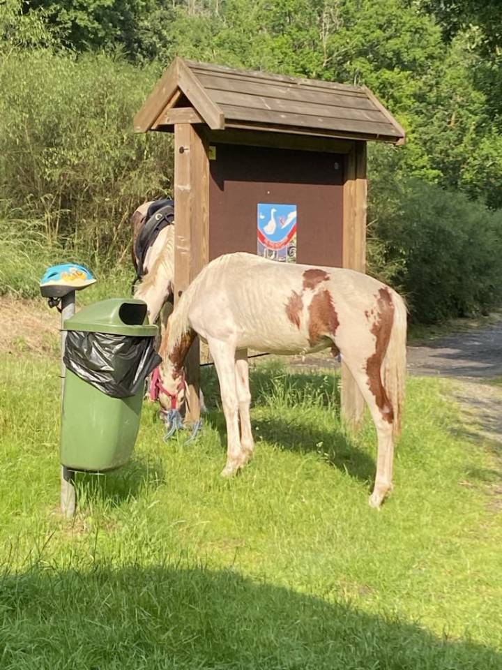 Gelding Paint For sale 2024 Coloured