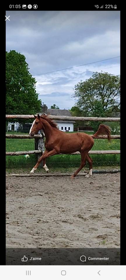 Gelding Paint For sale 2024 Coloured