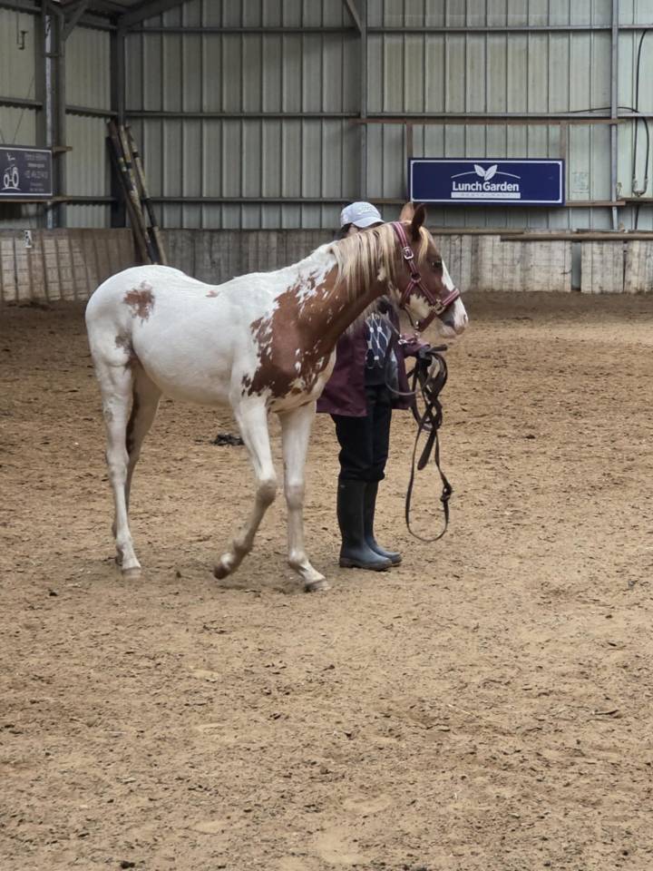 Gelding Paint For sale 2024 Coloured