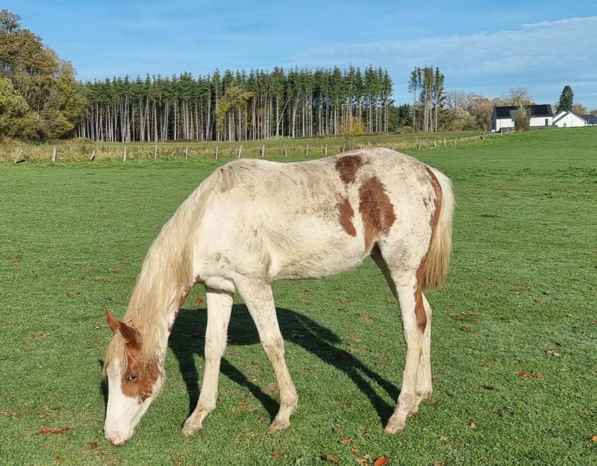 Gelding Paint For sale 2024 Coloured