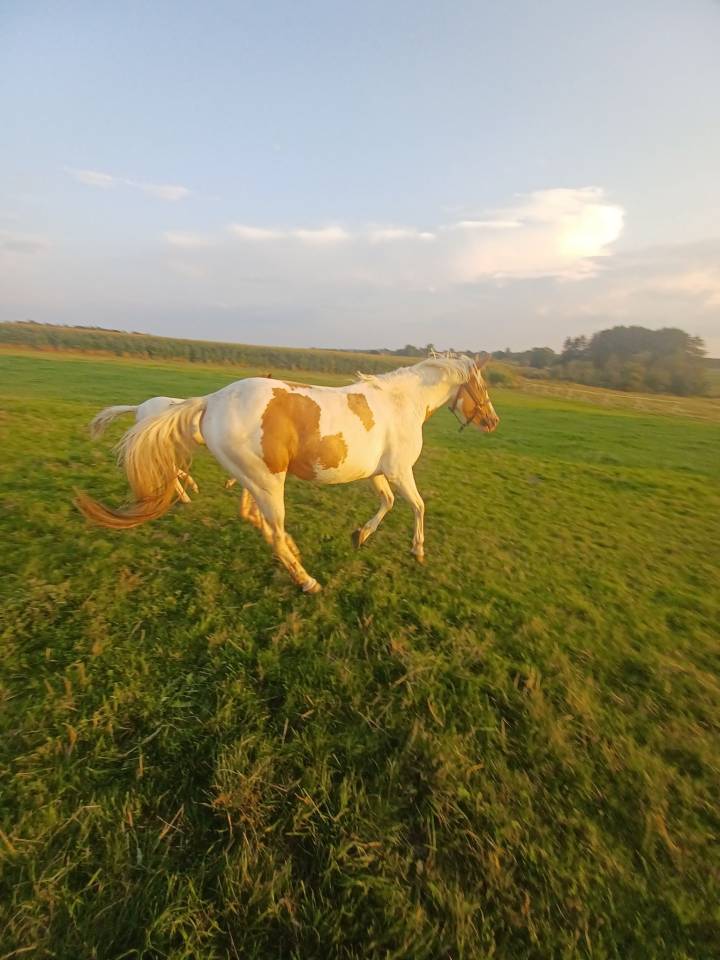 Gelding Paint For sale 2024 Coloured