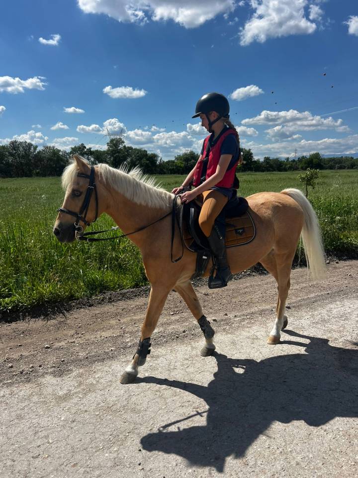 Gelding Welsh Pony (Section C) For sale 2008 Palomino