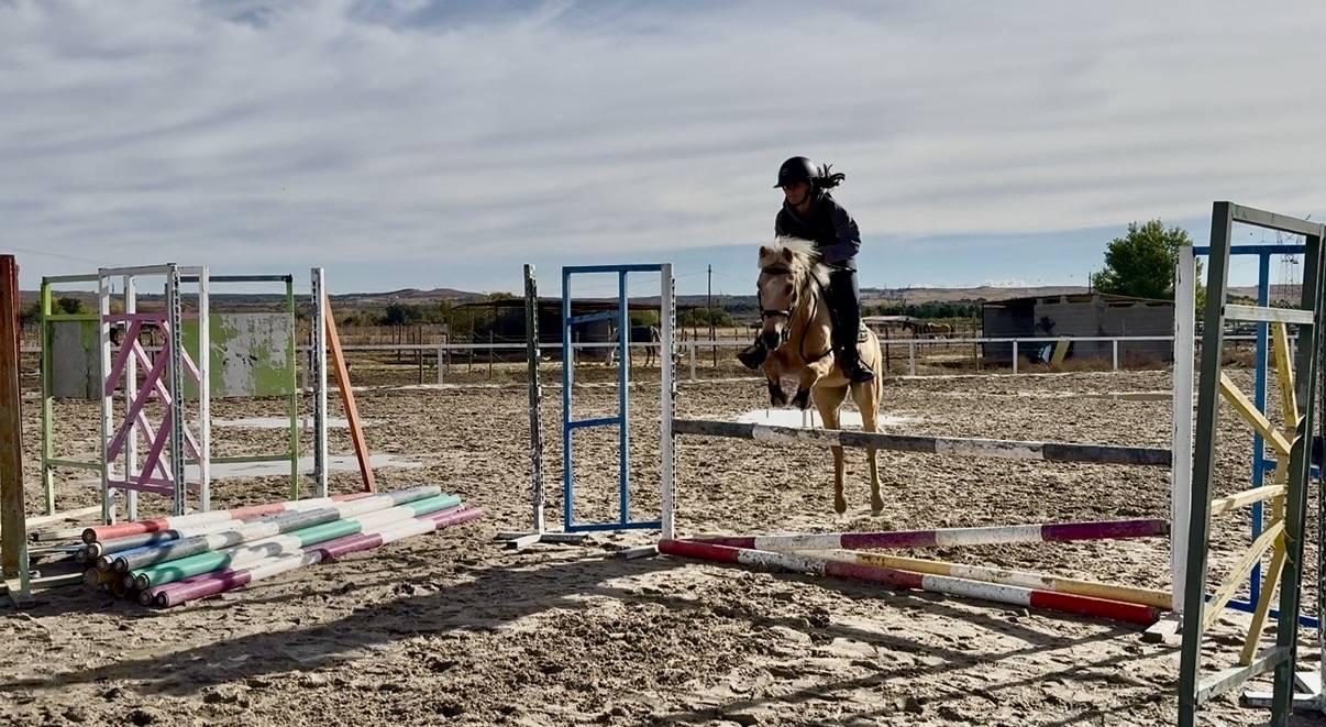Gelding Welsh Pony (Section C) For sale 2008 Palomino
