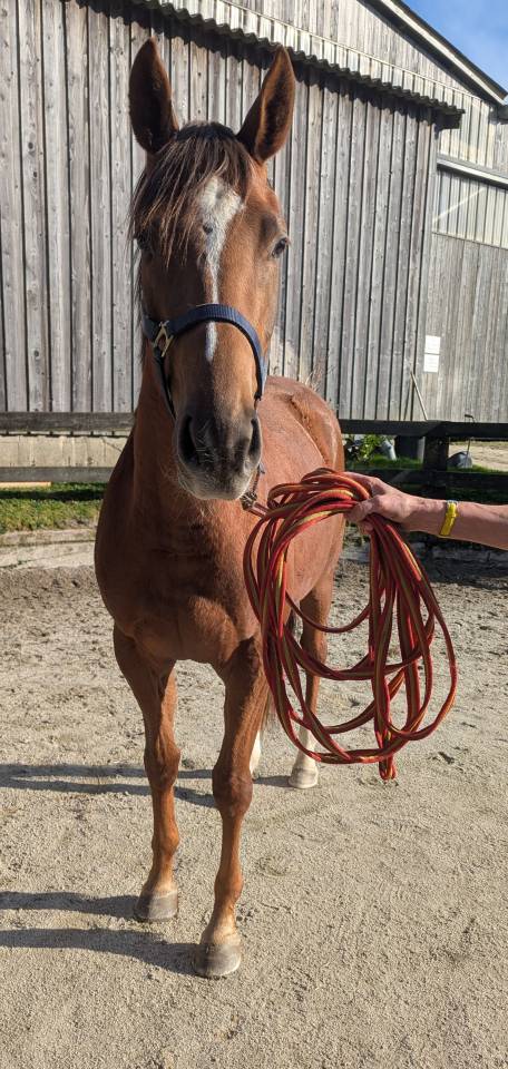 Mare Thoroughbred For sale 2023 Chesnut