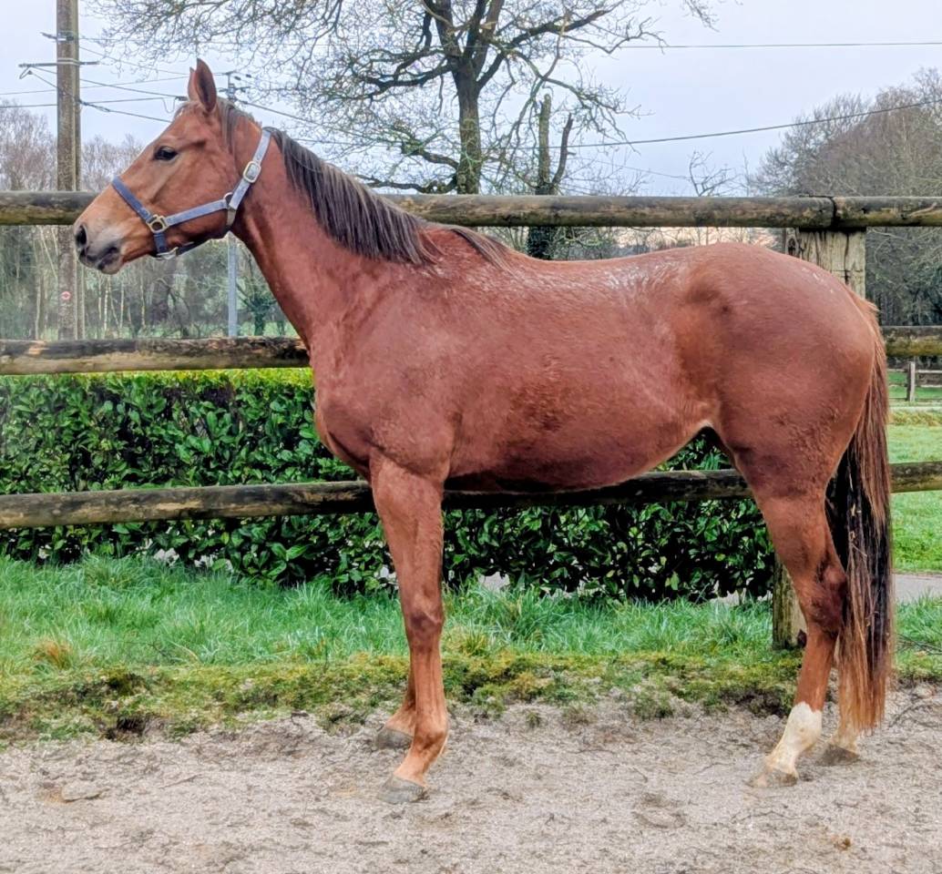 Mare Thoroughbred For sale 2023 Chesnut