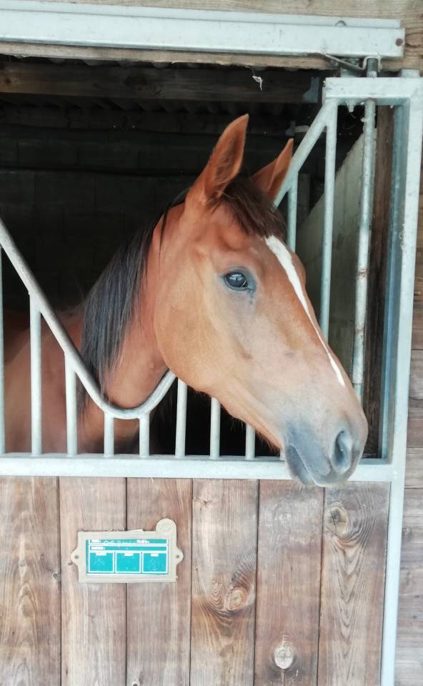 Mare Thoroughbred For sale 2023 Chesnut
