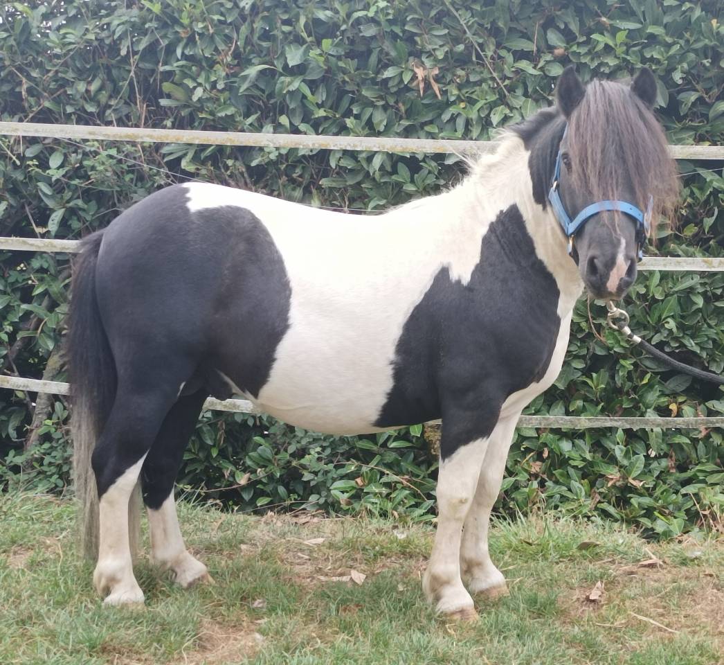 Stallion Shetland Pony For sale 2016 Coloured