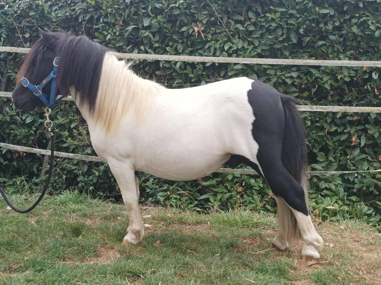 Stallion Shetland Pony For sale 2016 Coloured