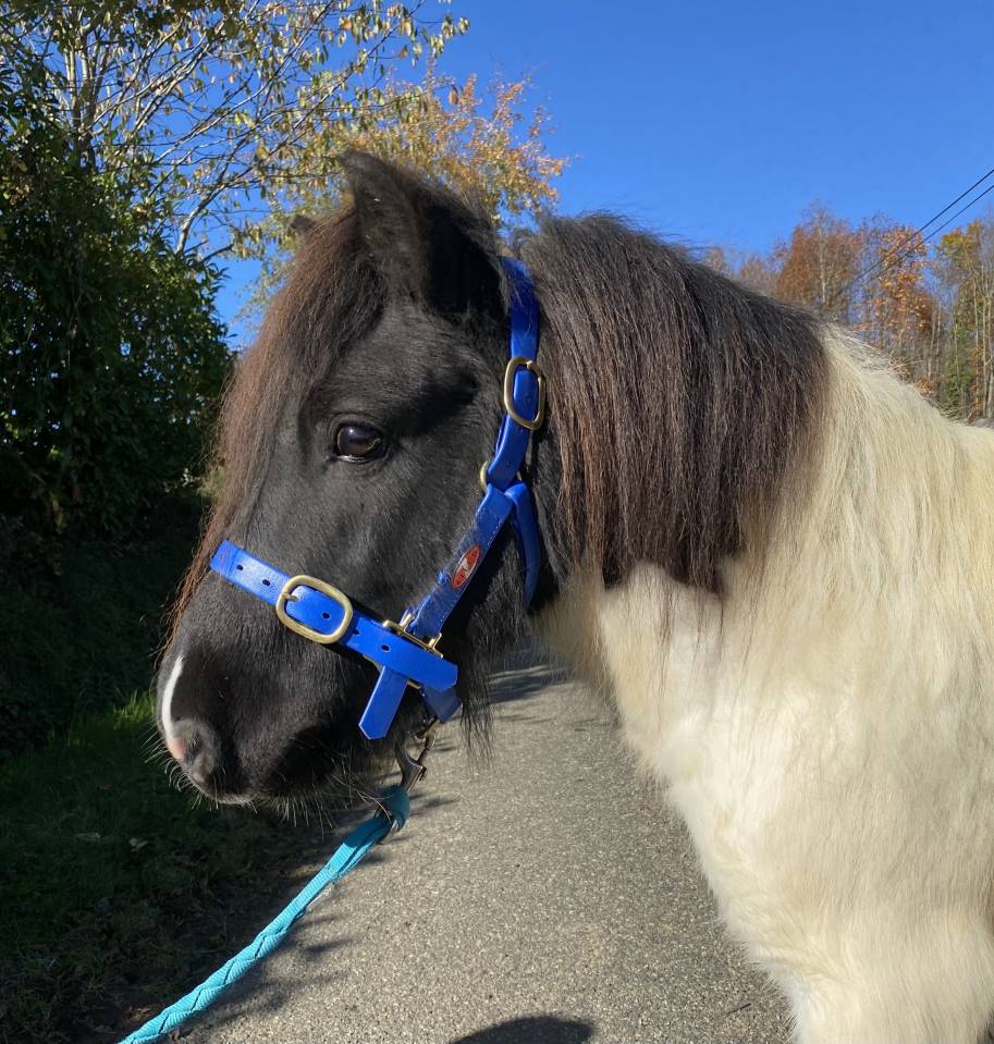 Stallion Shetland Pony For sale 2016 Coloured