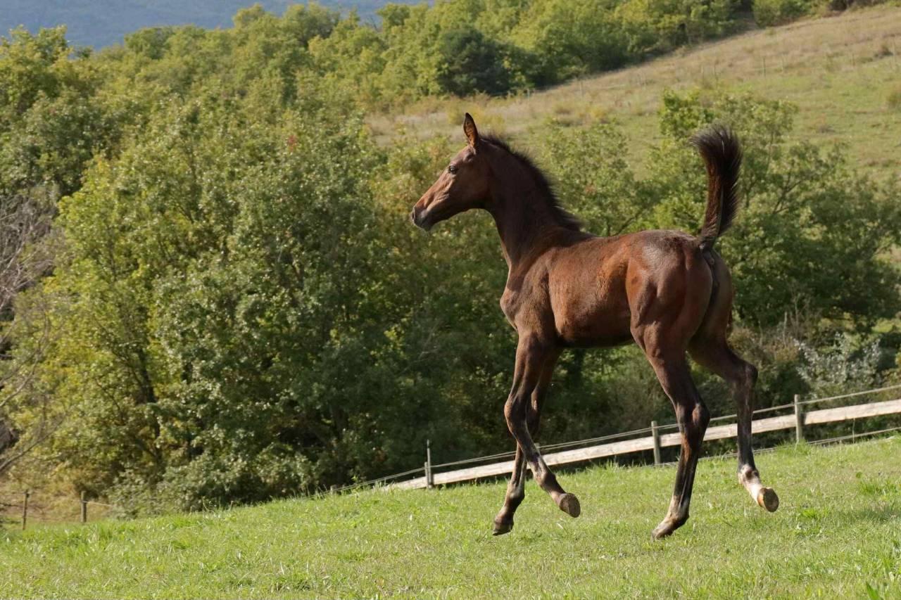 Filly Other Horse Breed For sale 2025 Bay