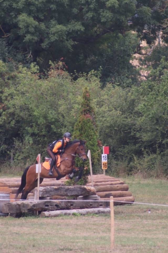 Gelding Connemara For sale 2012 Dark Bay