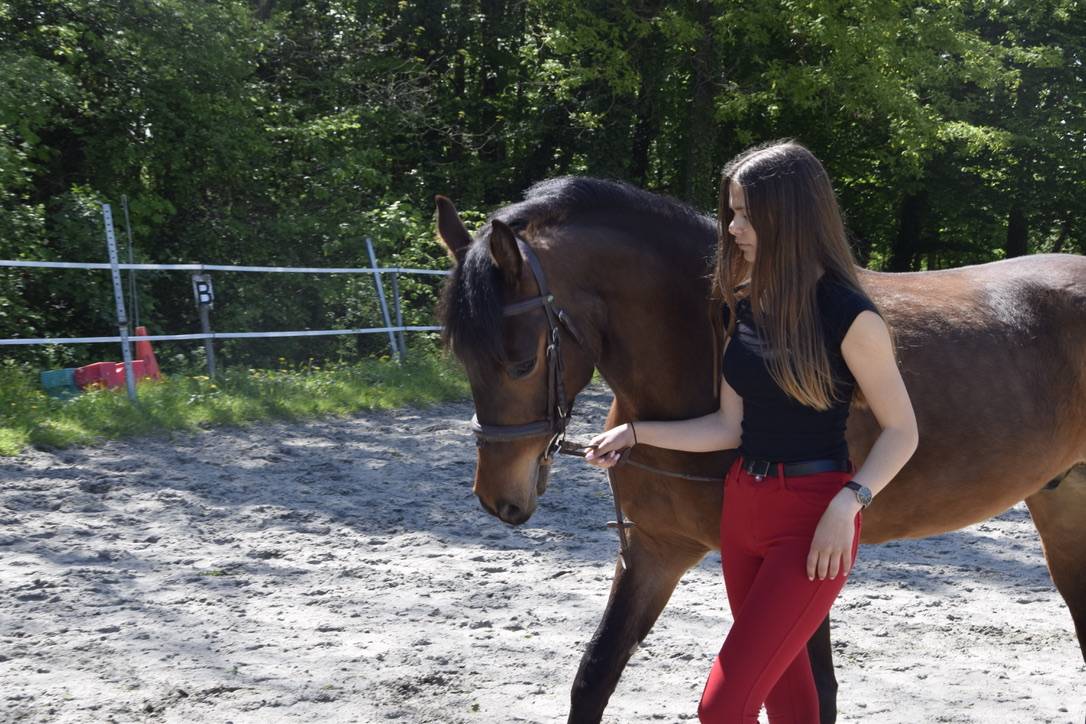 Gelding Connemara For sale 2012 Dark Bay