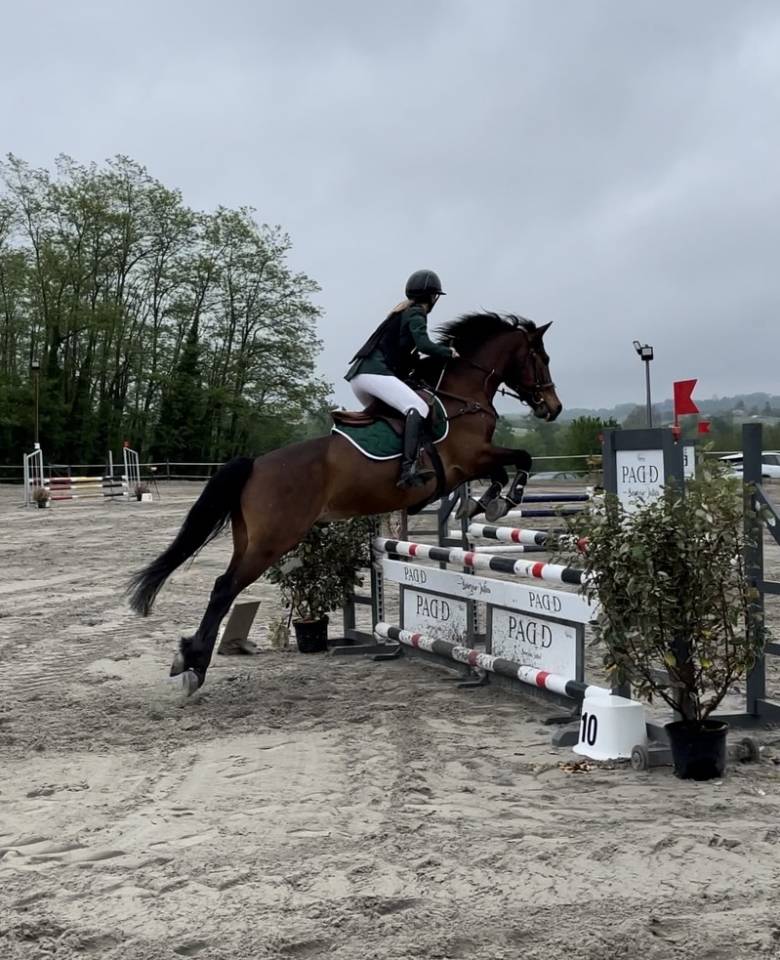 Gelding Connemara For sale 2012 Dark Bay