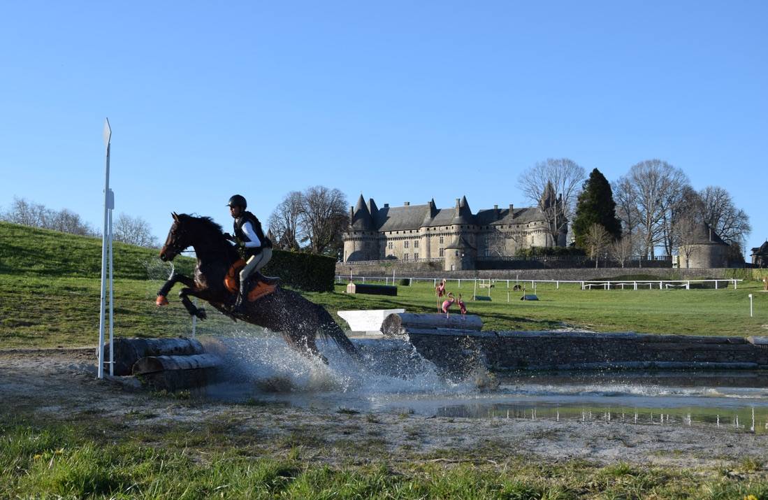 Gelding Connemara For sale 2012 Dark Bay