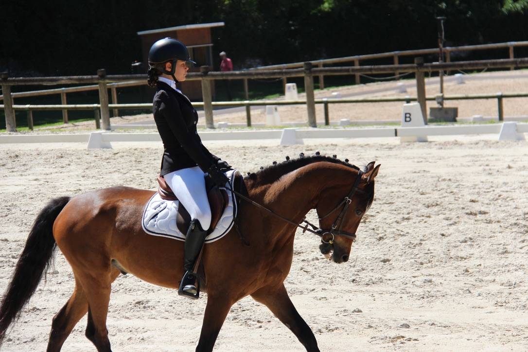 Gelding Connemara For sale 2012 Dark Bay