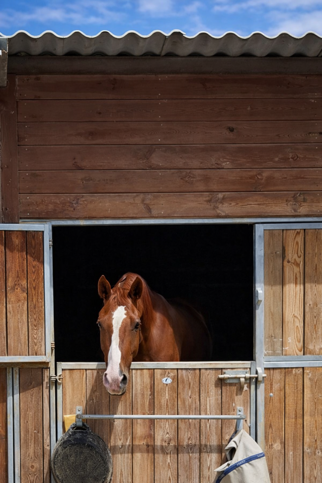 Gelding sBs Belgian Warmblood For sale 2021 Chesnut