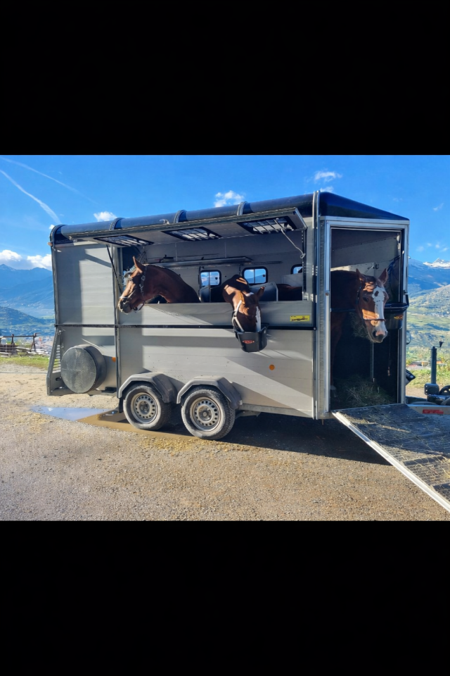 Horse trailer Bockmann Traveller G3 3 Stalls 2018 Used
