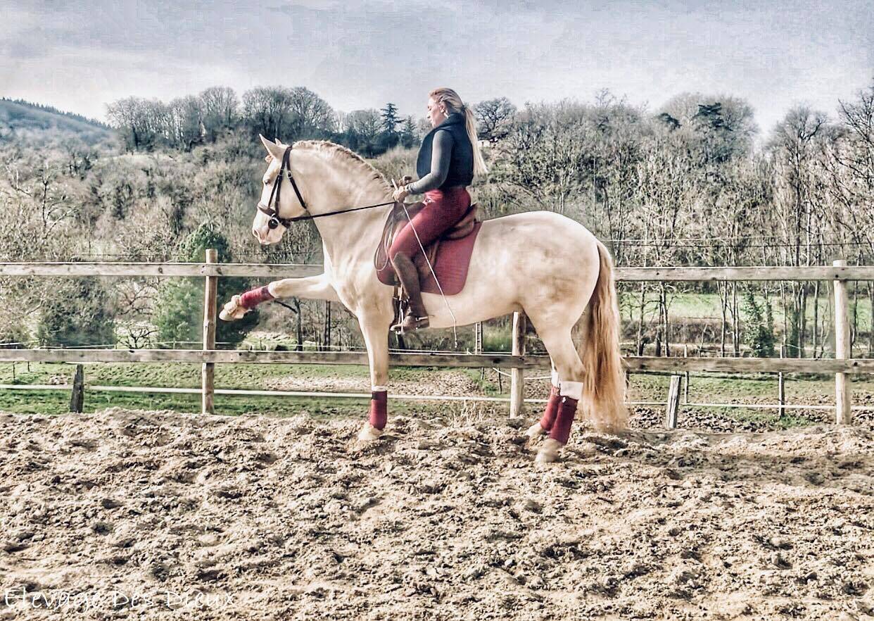 PRESIDENTE DE JARAMA - PRE Pure Spanish Bred 2016 by SERRANO UNO