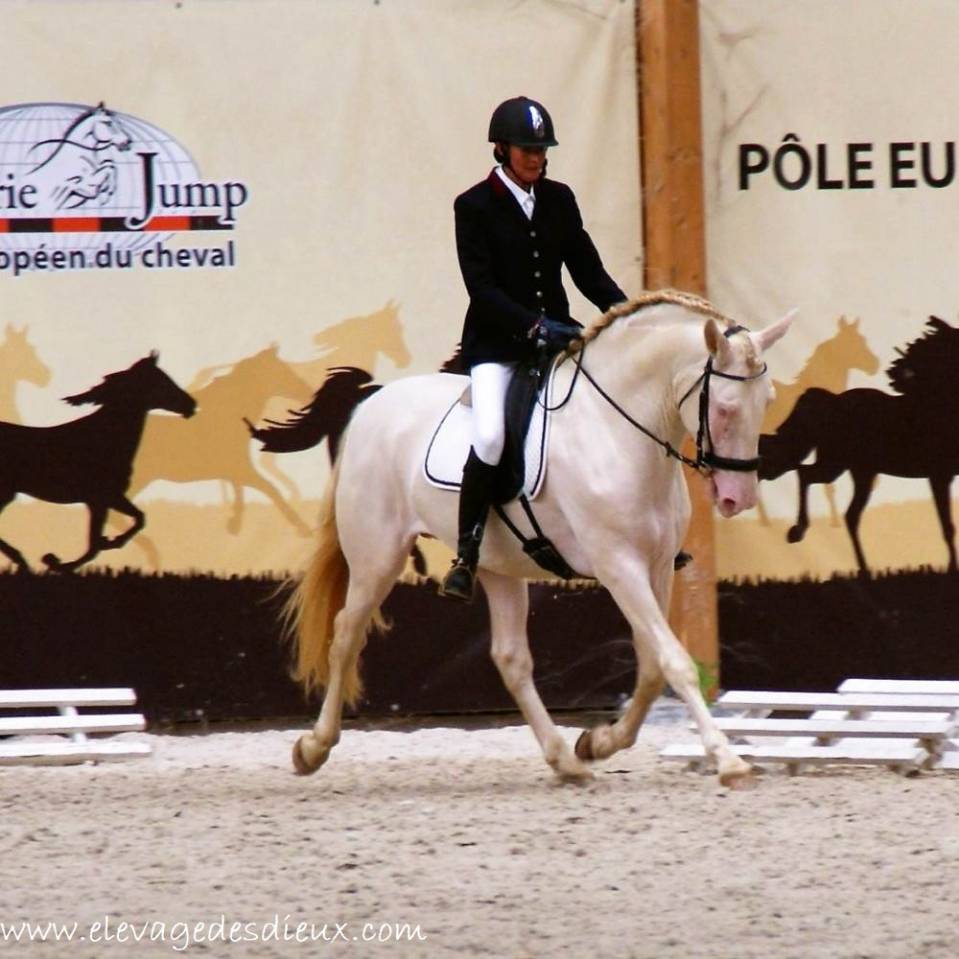 PRESIDENTE DE JARAMA - PRE Pure Spanish Bred 2016 by SERRANO UNO