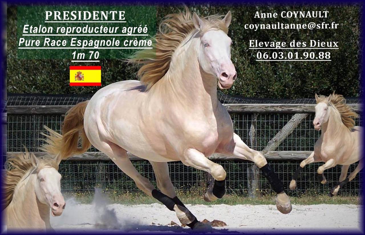 PRESIDENTE DE JARAMA - PRE Pure Spanish Bred 2016 by SERRANO UNO