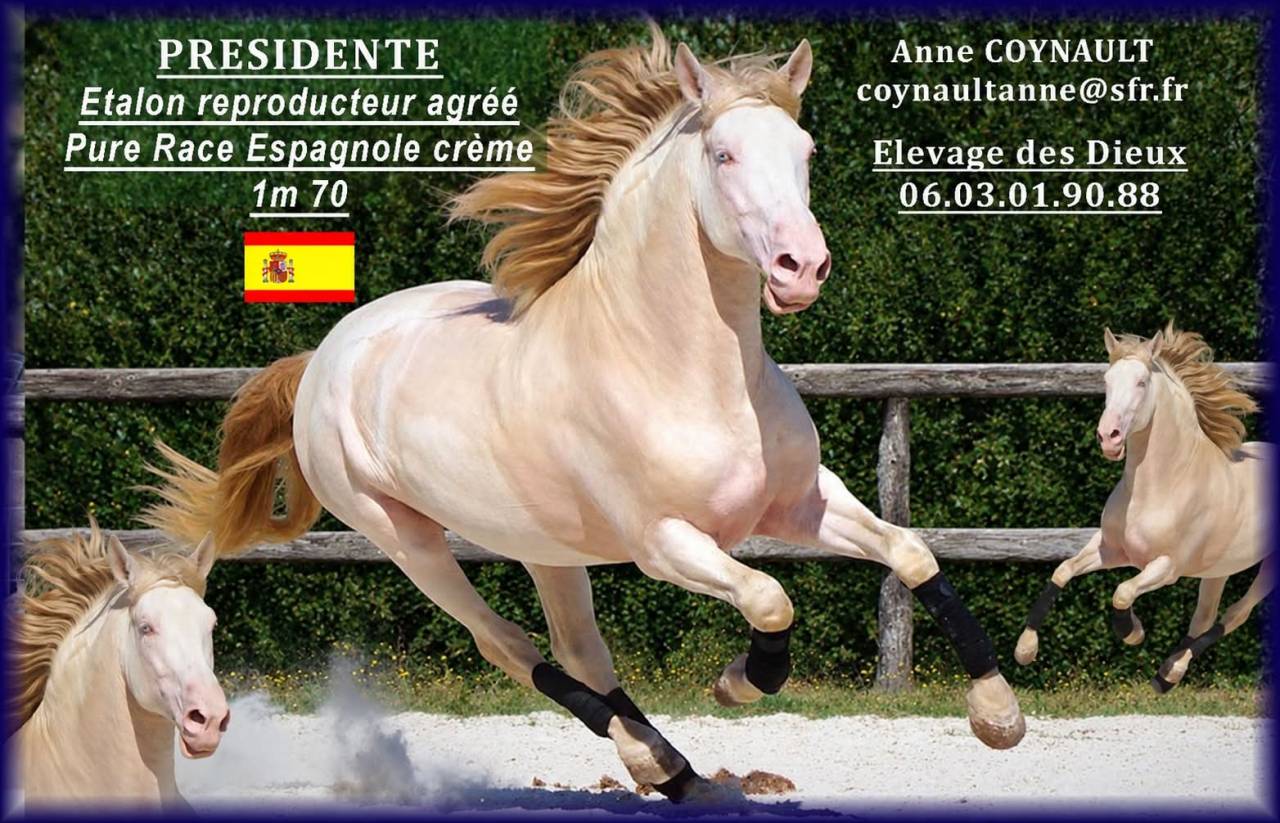 PRESIDENTE DE JARAMA - PRE Pure Spanish Bred 2016 by SERRANO UNO