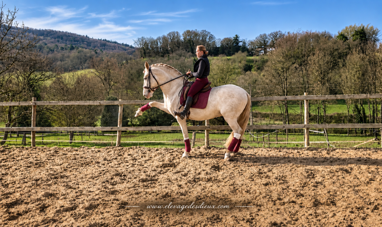 PRESIDENTE DE JARAMA - PRE Pure Spanish Bred 2016 by SERRANO UNO