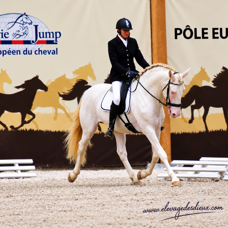 PRESIDENTE DE JARAMA - PRE Pure Spanish Bred 2016 by SERRANO UNO