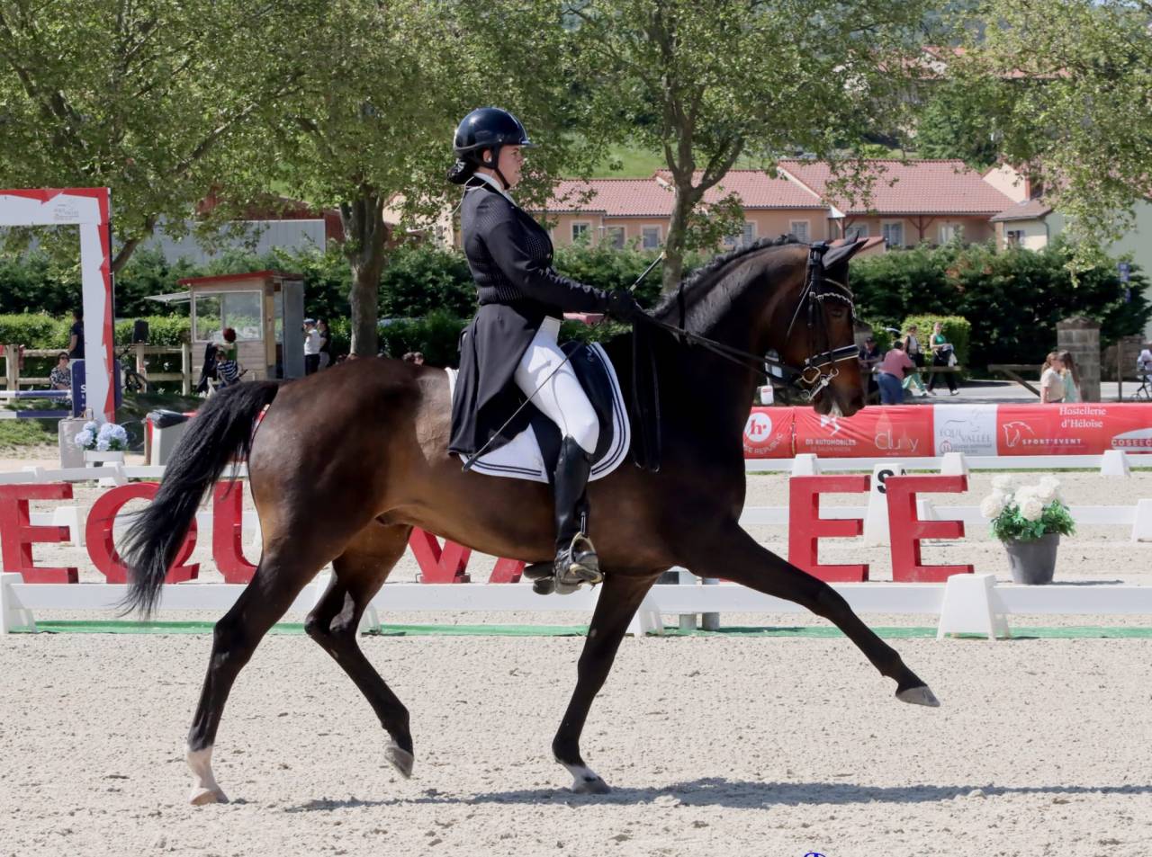 Gelding KWPN Dutch Warmblood For sale 2012 Dark Bay
