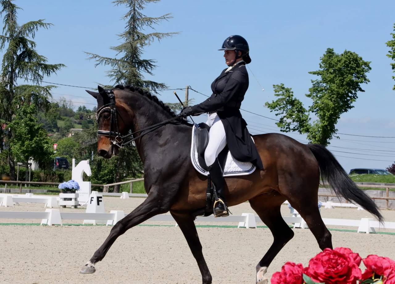 Gelding KWPN Dutch Warmblood For sale 2012 Dark Bay