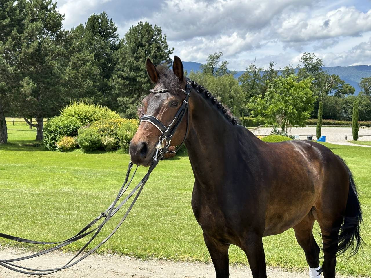 Gelding KWPN Dutch Warmblood For sale 2012 Dark Bay