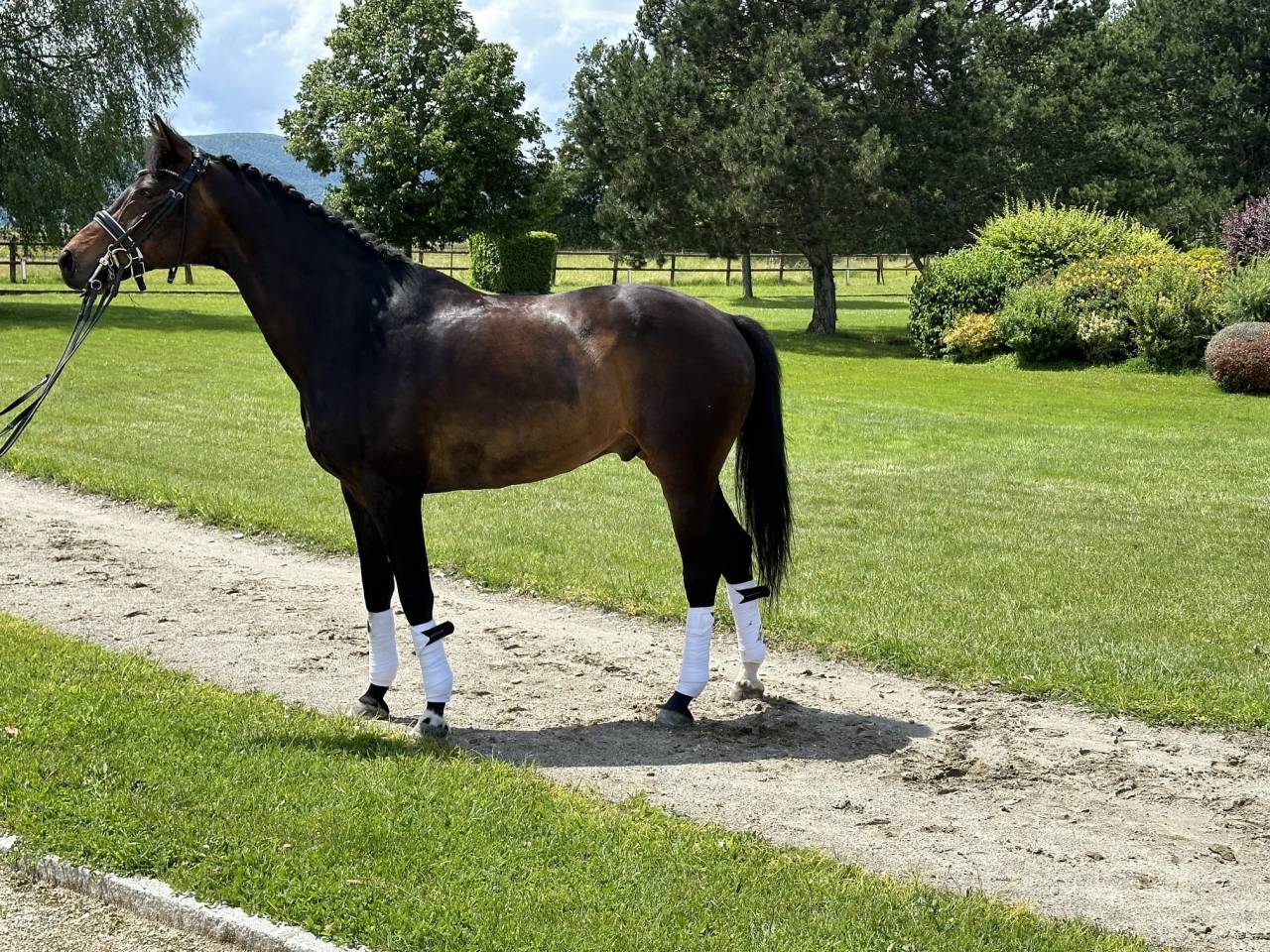 Gelding KWPN Dutch Warmblood For sale 2012 Dark Bay