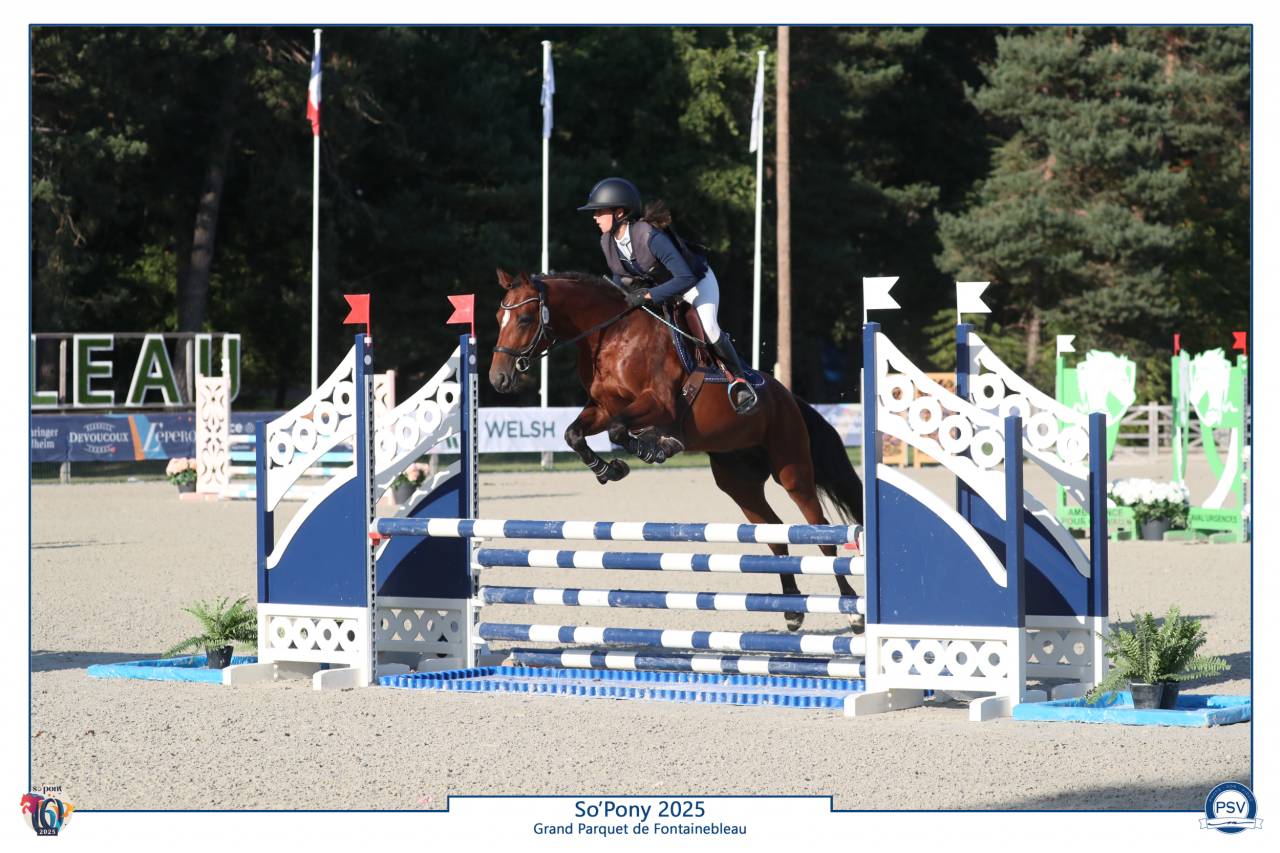 Stallion French Saddle Pony For sale 2021 Bay