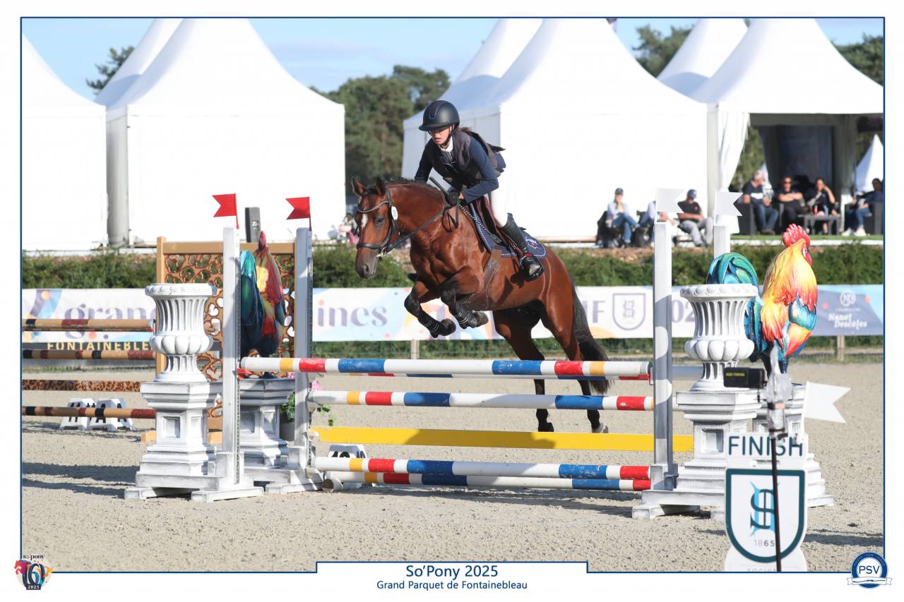 Stallion French Saddle Pony For sale 2021 Bay