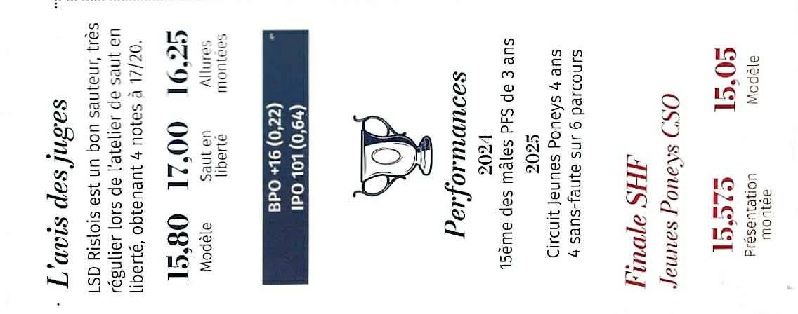 Stallion French Saddle Pony For sale 2021 Bay