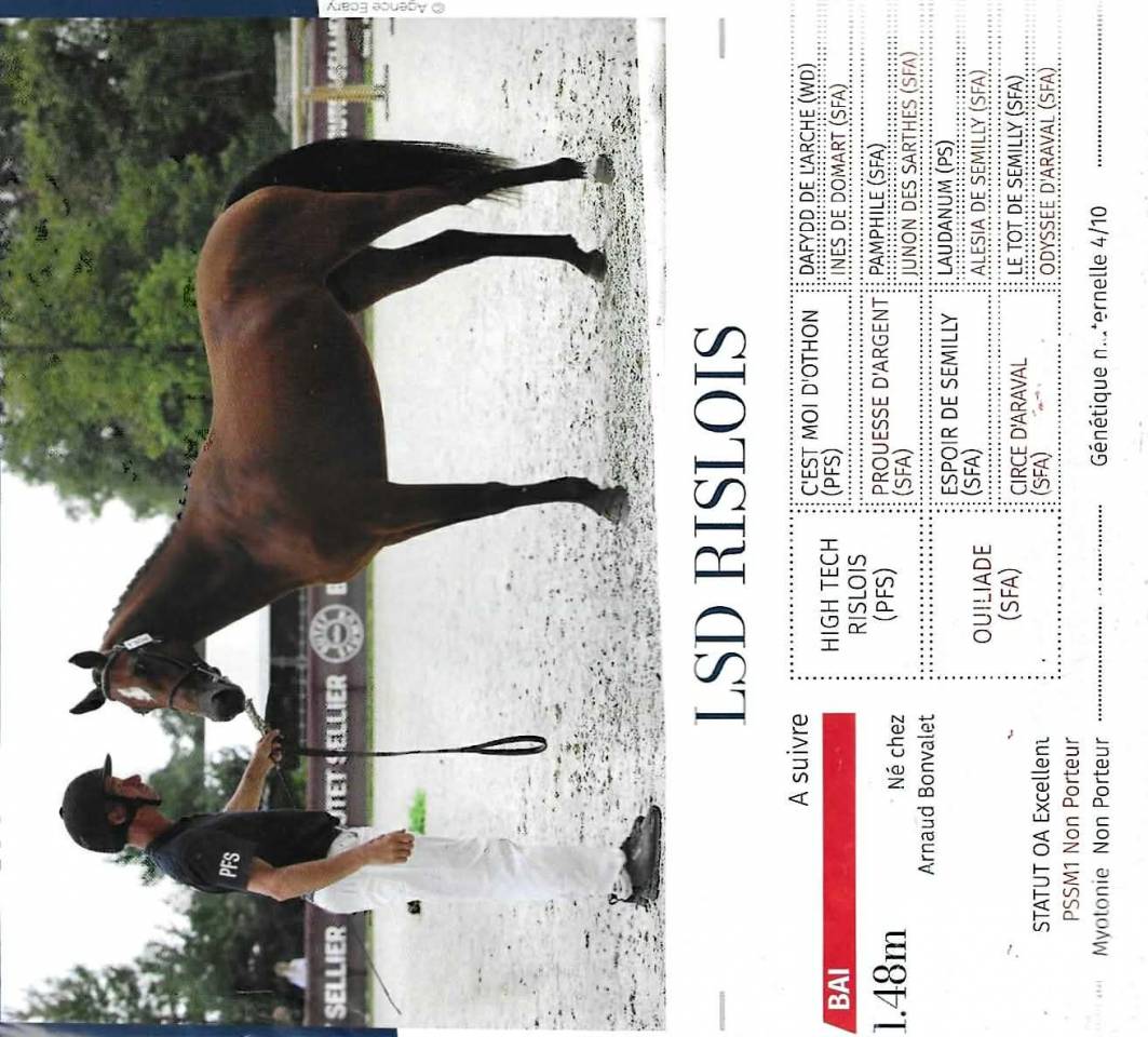 Stallion French Saddle Pony For sale 2021 Bay