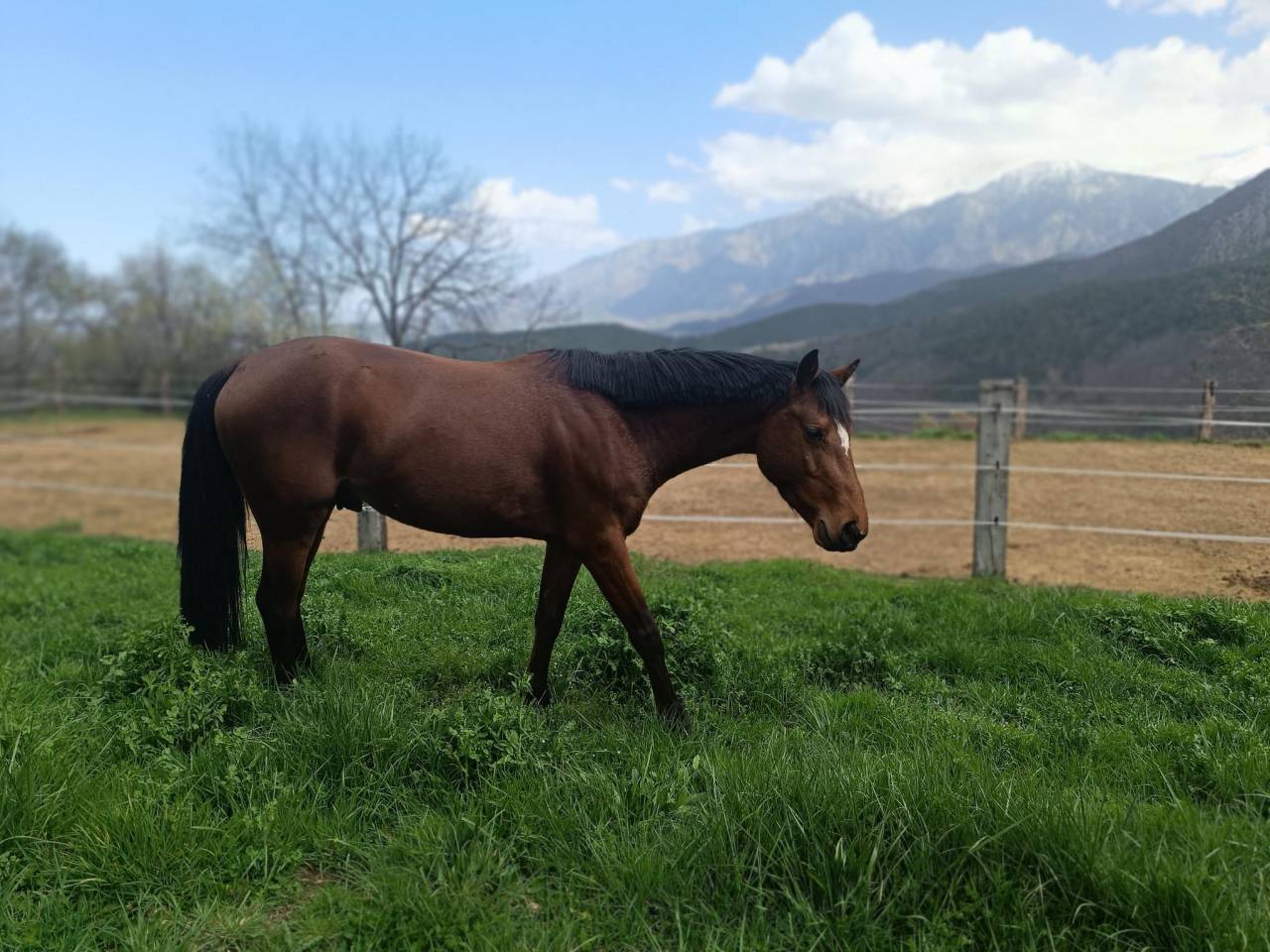 Stallion French Saddle Pony For sale 2021 Bay