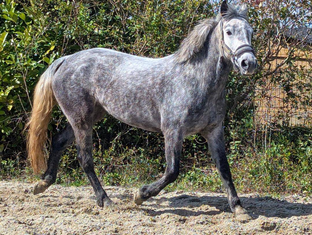 Mare Connemara For sale 2020 Grey