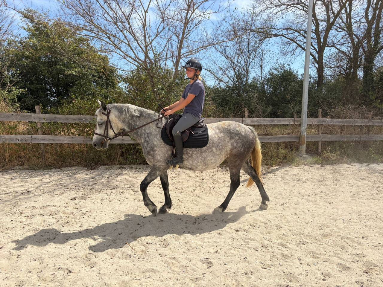 Mare Connemara For sale 2020 Grey