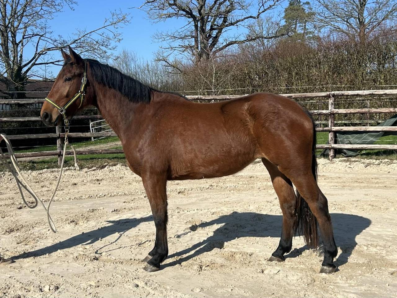 Mare Zangersheide For sale 2022 Bay