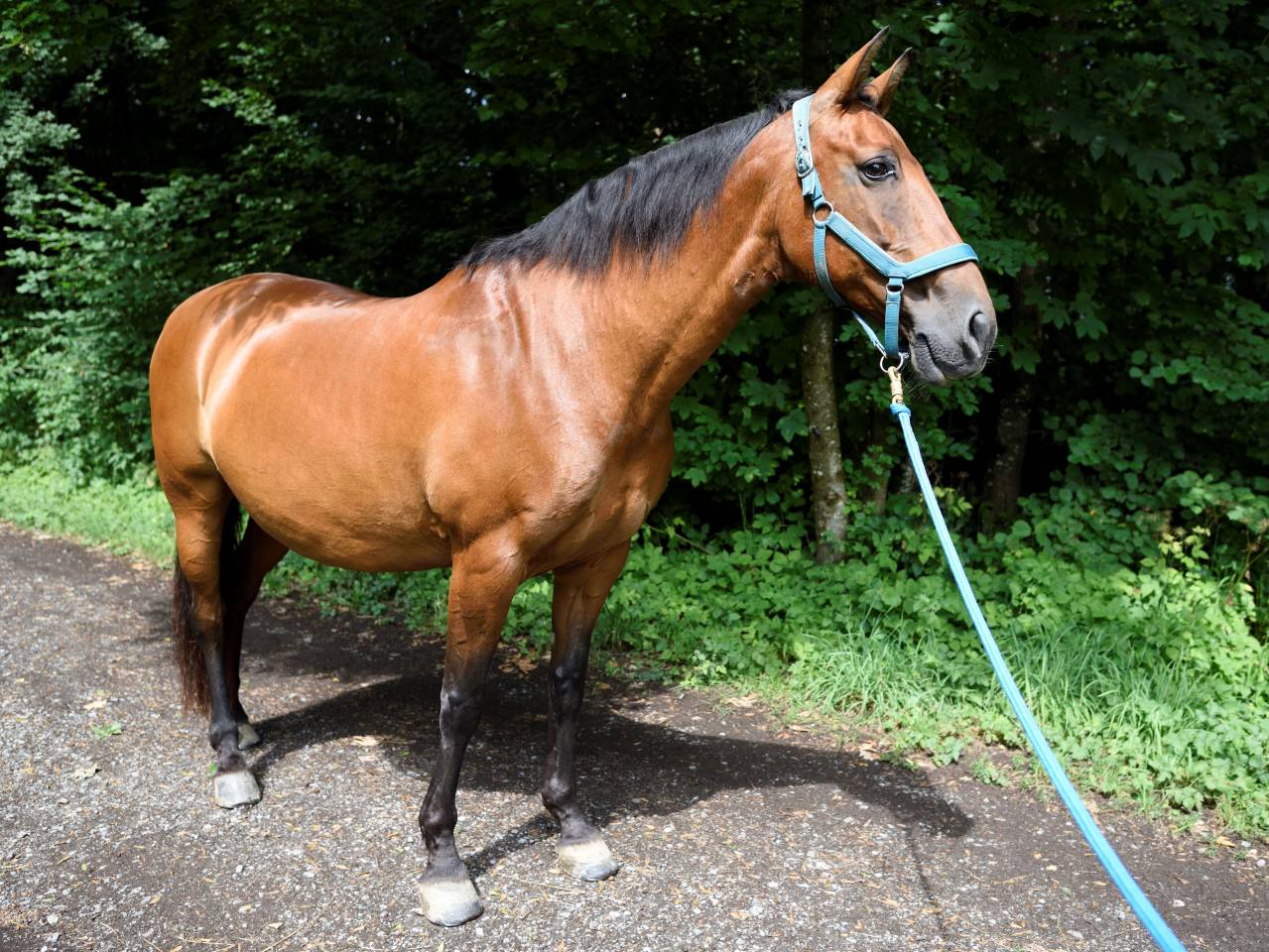Mare PRE Pure Spanish Bred For sale 2011 Bay