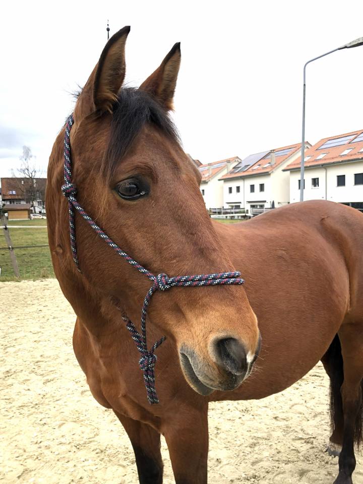 Mare PRE Pure Spanish Bred For sale 2011 Bay