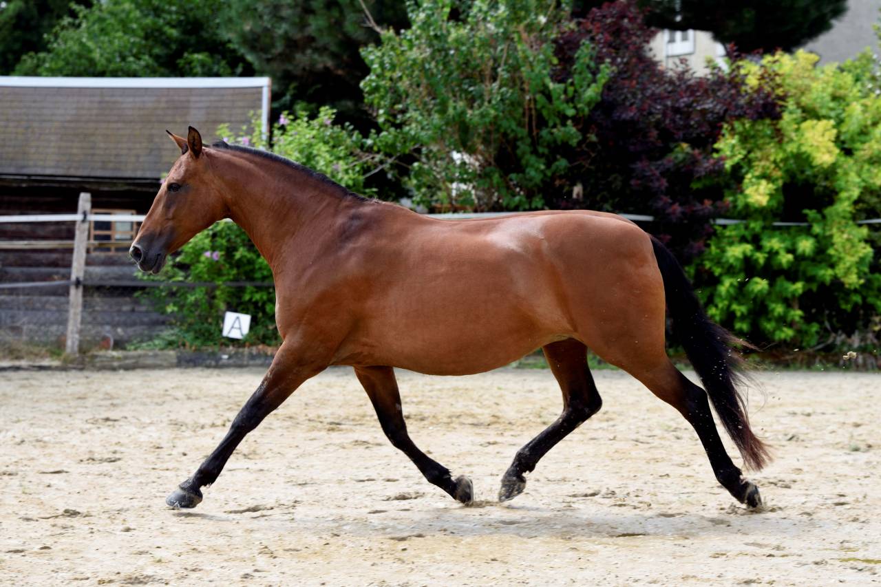 Mare PRE Pure Spanish Bred For sale 2011 Bay