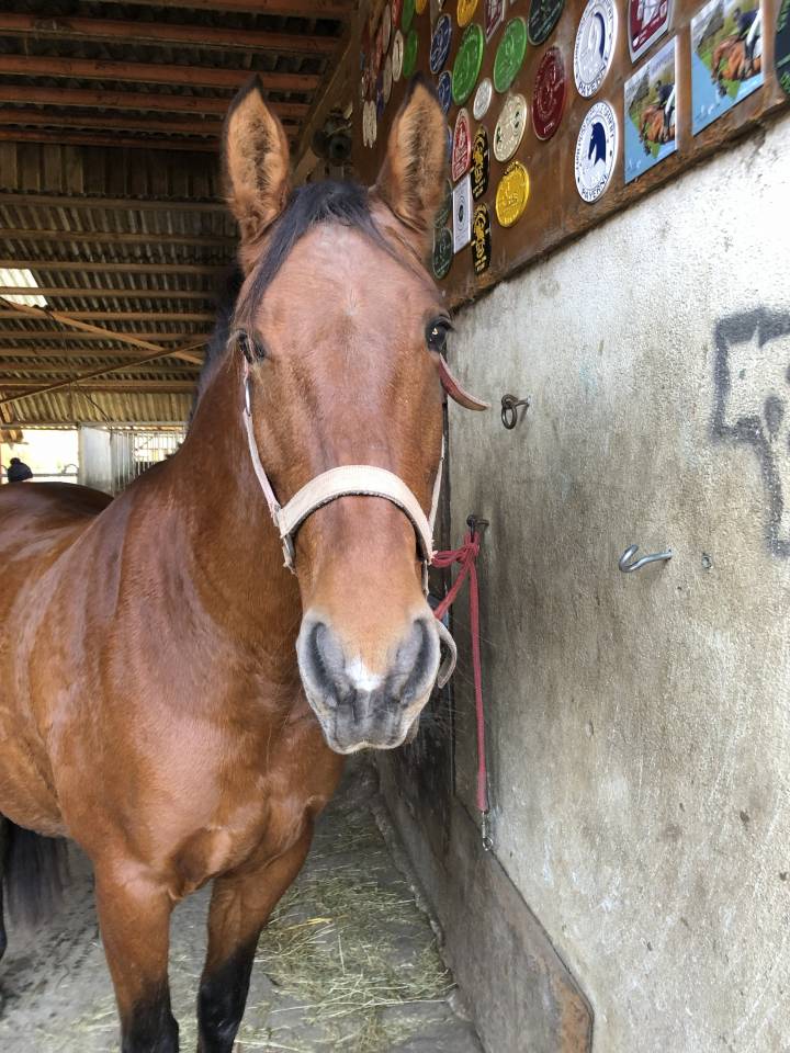 Mare PRE Pure Spanish Bred For sale 2011 Bay