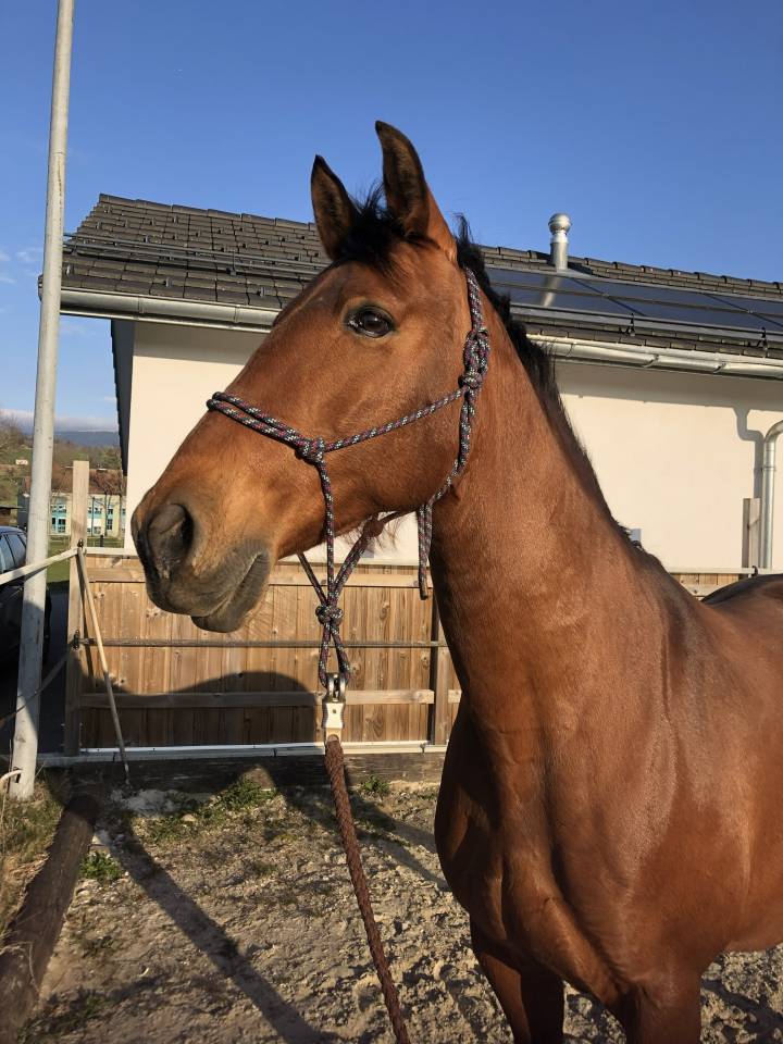 Mare PRE Pure Spanish Bred For sale 2011 Bay