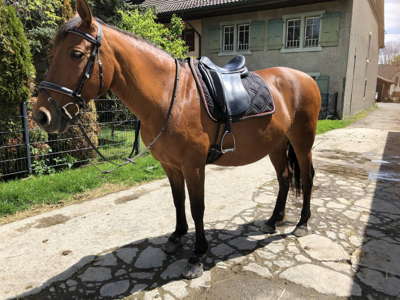 Mare PRE Pure Spanish Bred For sale 2011 Bay